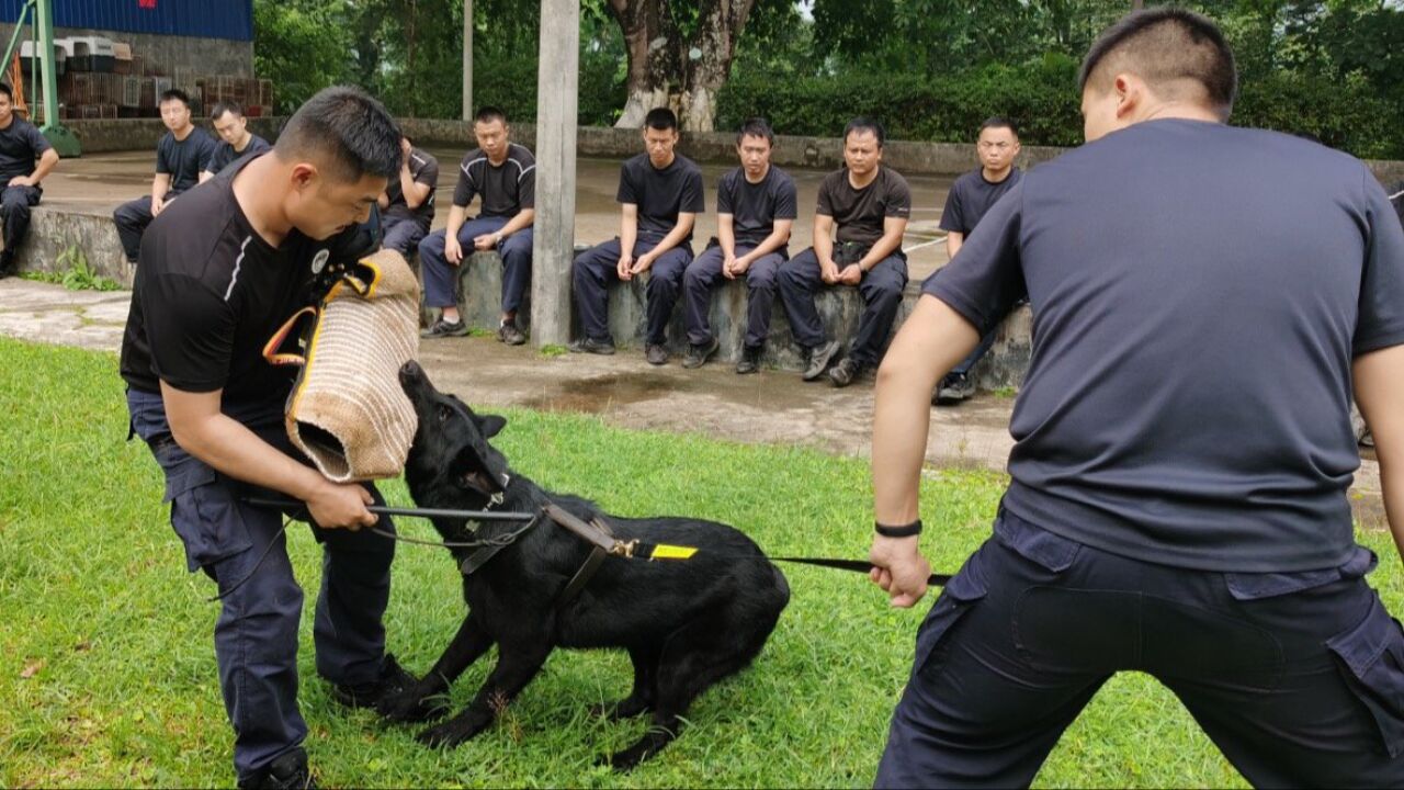 云南临沧开展警犬复训: 36只警犬搜毒、搜爆等成绩优异