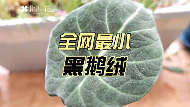 全网最小的黑天鹅绒海芋,一个月长成啥样了?