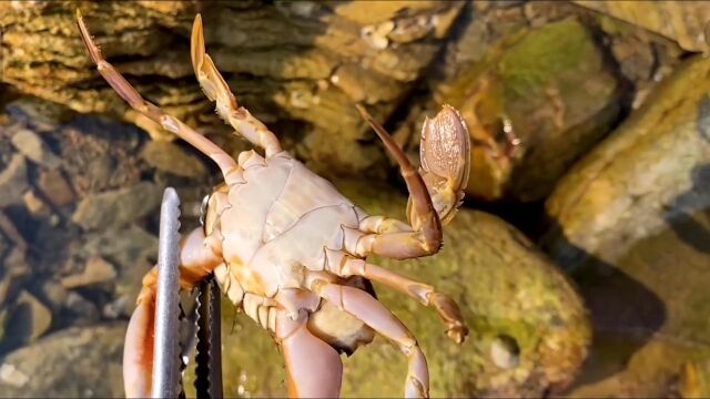 赶海视频,抓鱼、捡海鲜、螃蟹、贝壳和章鱼【海边赶海的Lucaz】