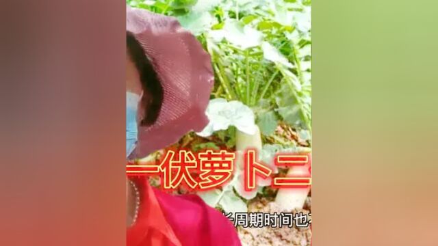 一伏萝卜二伏菜,2022年头伏中伏多少天?早看早准备 #有机蔬菜 #农业 #农业种植 #农业技术 #三农 #种菜小技巧 #萝卜