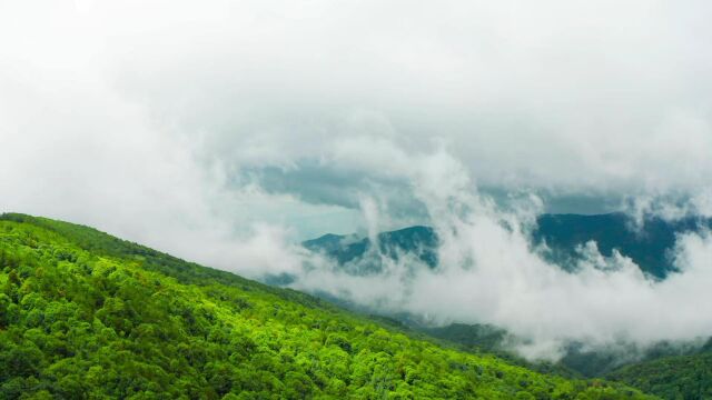 云南临沧路上随拍大山云雾仙境.#临沧市 #自然风光