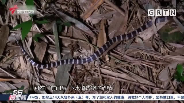 夏季蛇类频繁出没 这份“防蛇攻略”请收好