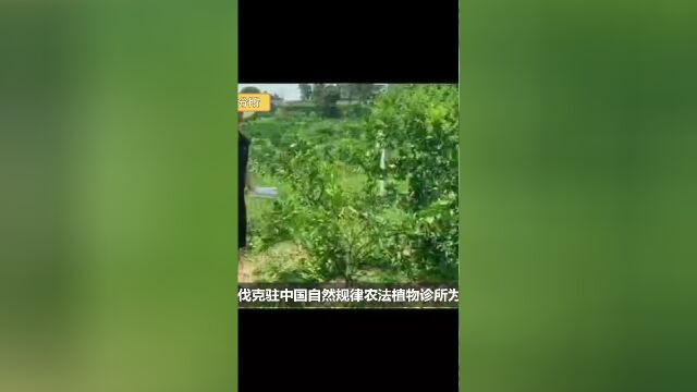 欧盟斯洛伐克驻中国自然规律农法植物诊所湖北宜昌分所对湖北宜昌蔡家溪村脐橙基地进行脐橙黄化诊疗回访