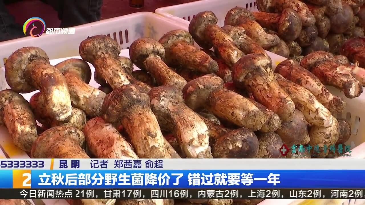 立秋后部分野生菌降价了 错过就要等一年