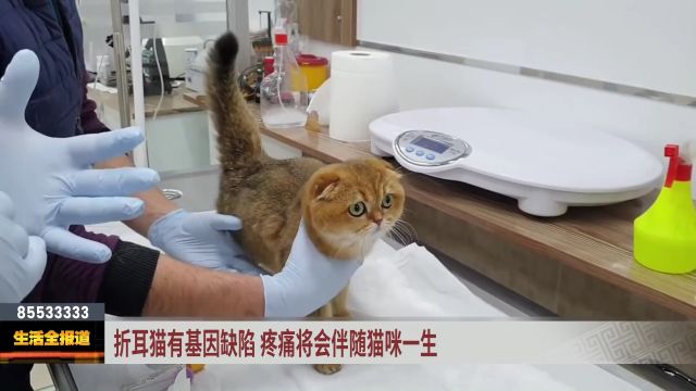 折耳猫有基因缺陷 软骨发病疼痛将会伴随猫咪一生