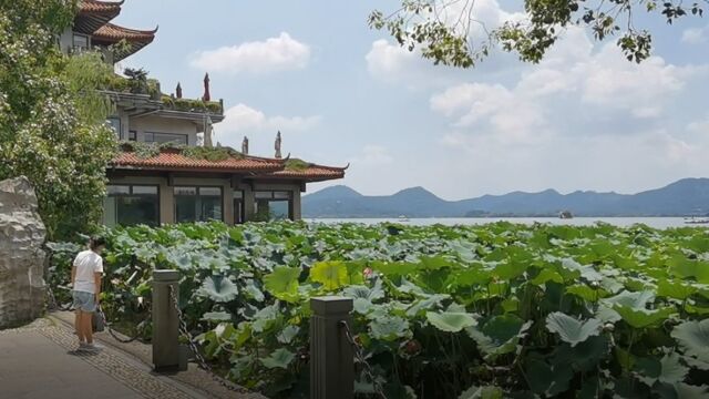 复旦大学暑期社会实践 疫情下餐饮业调研 vlog(杭州)