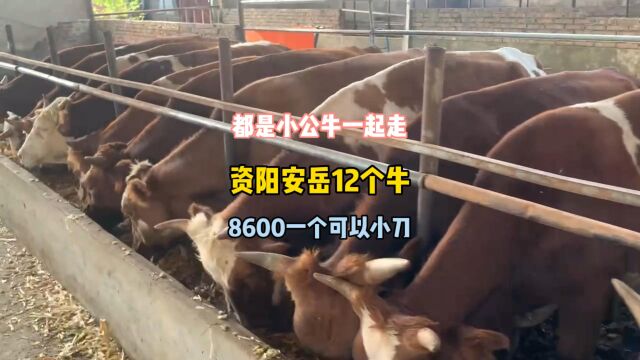 资阳安岳这12个小公牛,才8600还可以小刀,是不是很有性价比呢