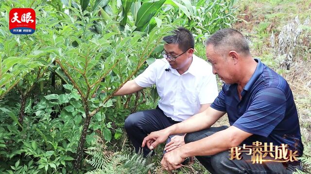 我与贵州共成长丨省生物技术研究所魔芋研究室主任、专家丁海兵:“小田”到“大田”丰收的“魔”力