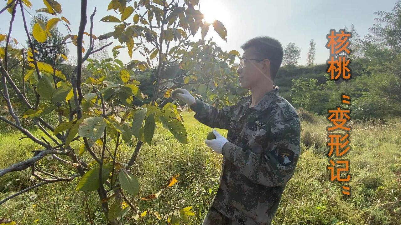 核桃“变形记”,山西太行山新鲜青皮核桃,又香又脆