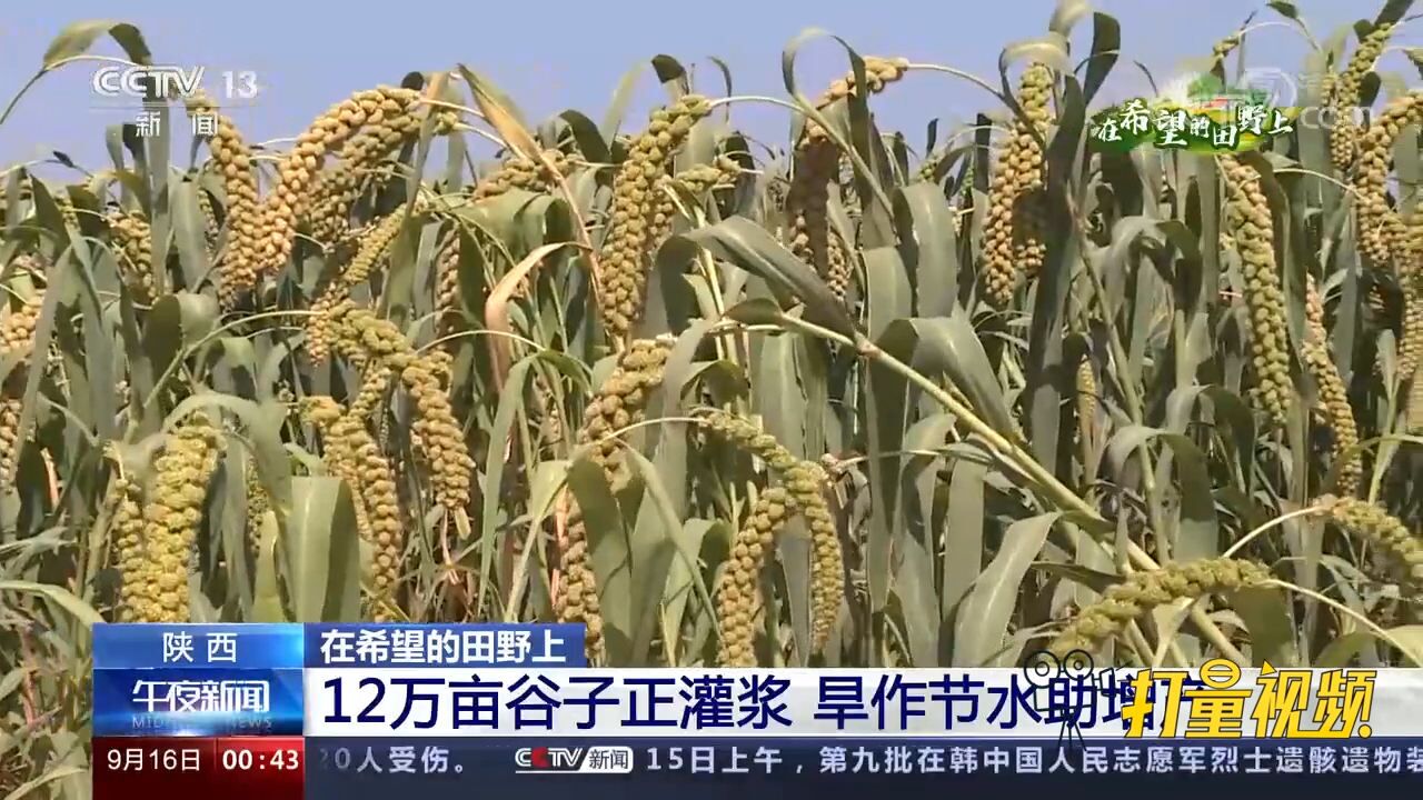 陕西:12万亩谷子正灌浆,旱作节水助增产