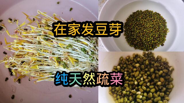 在家发豆芽,营养健康易操作