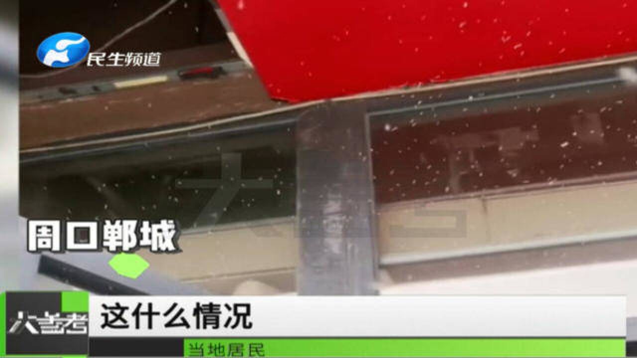 河南周口:街头出现密密麻麻“小白虫”,各部门已开展全城消杀工作