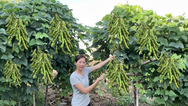 鸡舍旁边种2棵“狗古豆”,不用管理不严用施肥,一株产量200多斤