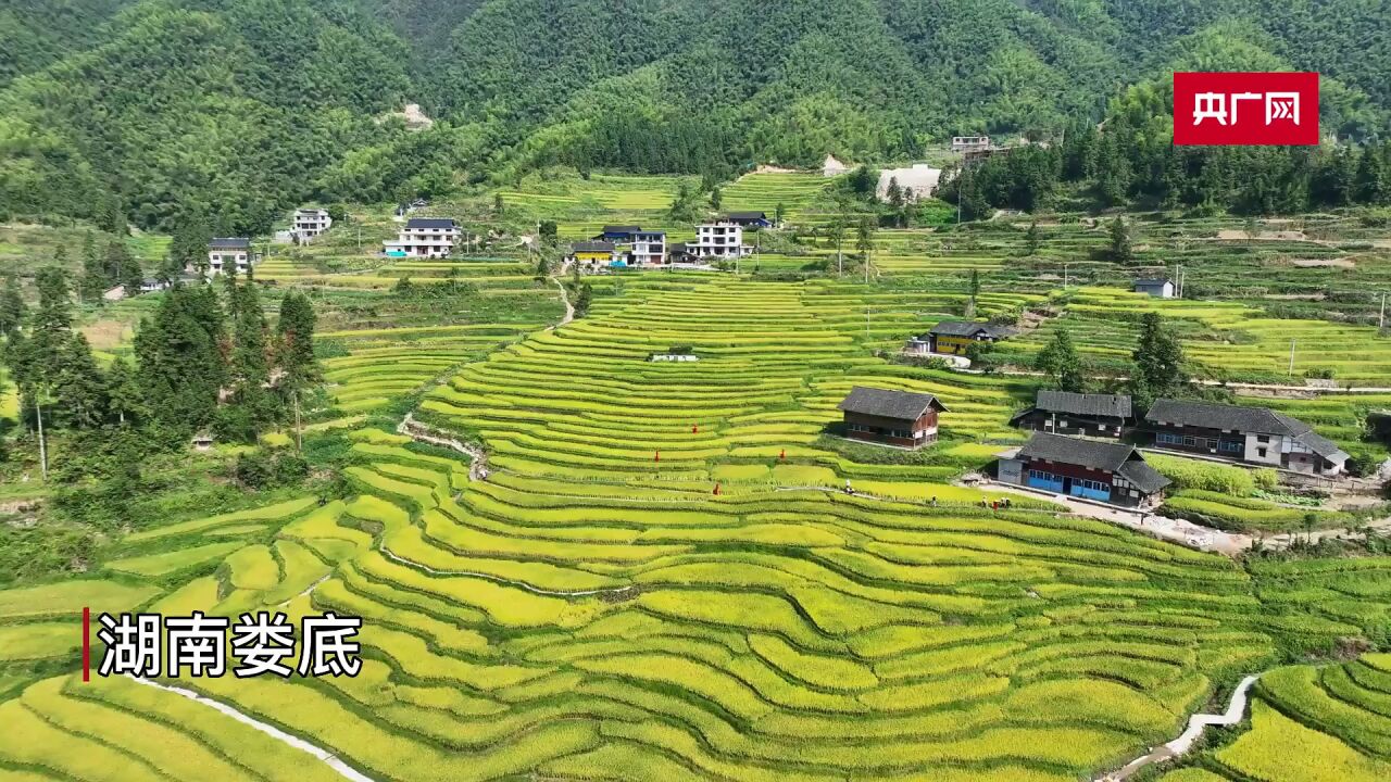 湖南新化:芭蕉山梯田“丰”景美如画