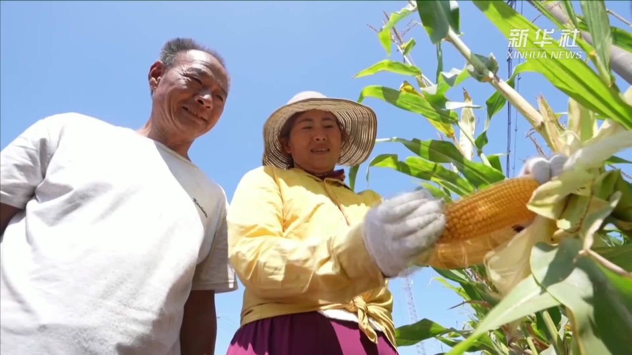 山东成武县:65万亩玉米陆续成熟 全程机械化抢收秋粮