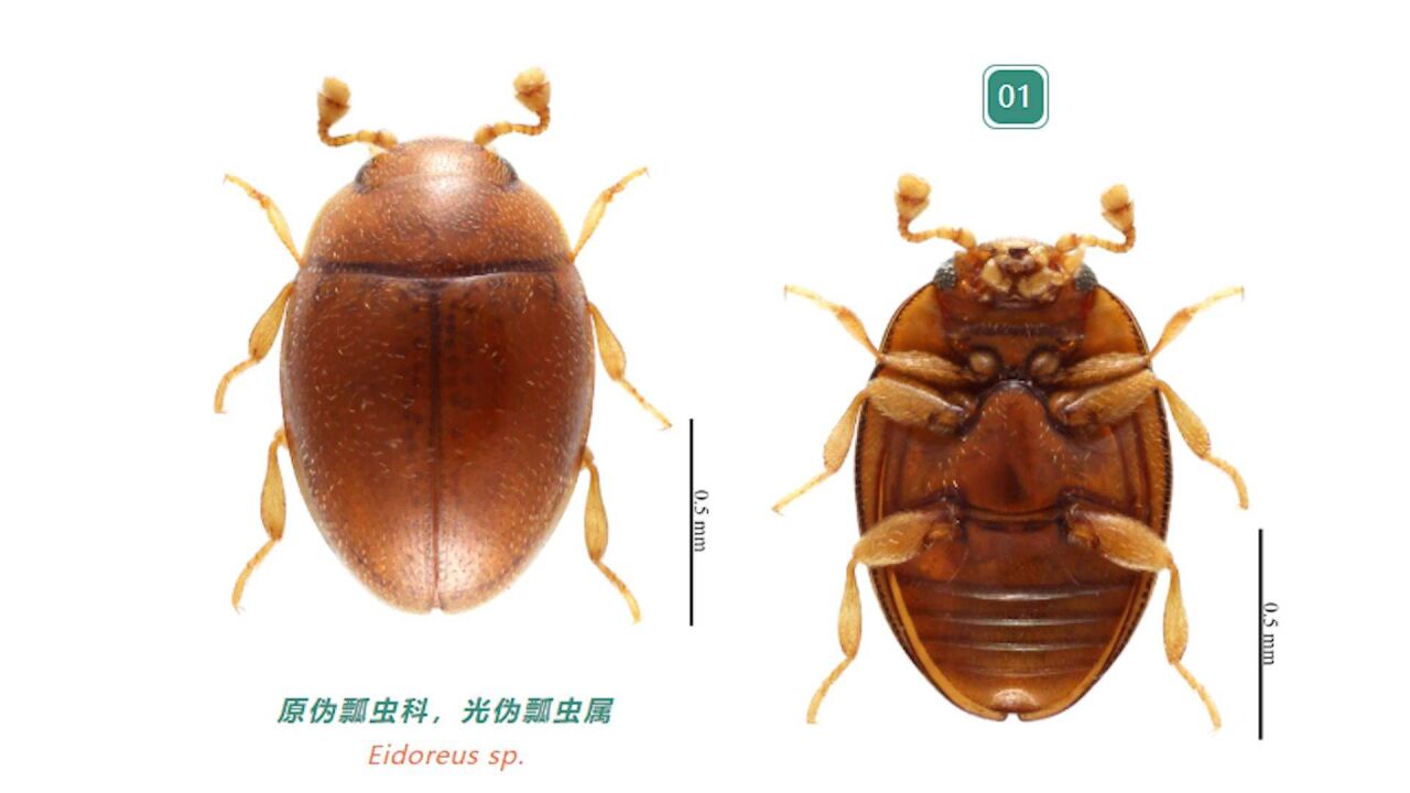 发现中国新纪录,海珠湿地昆虫图谱再刷新