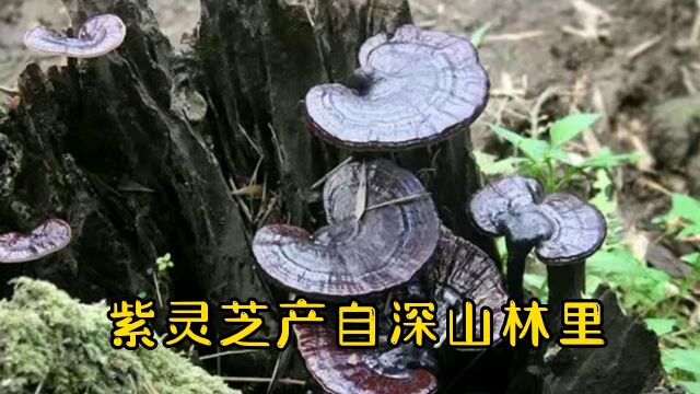 广东靓汤:灵芝黄芪猪骨汤,汤色红亮甘香,吃了睡眠好精神棒