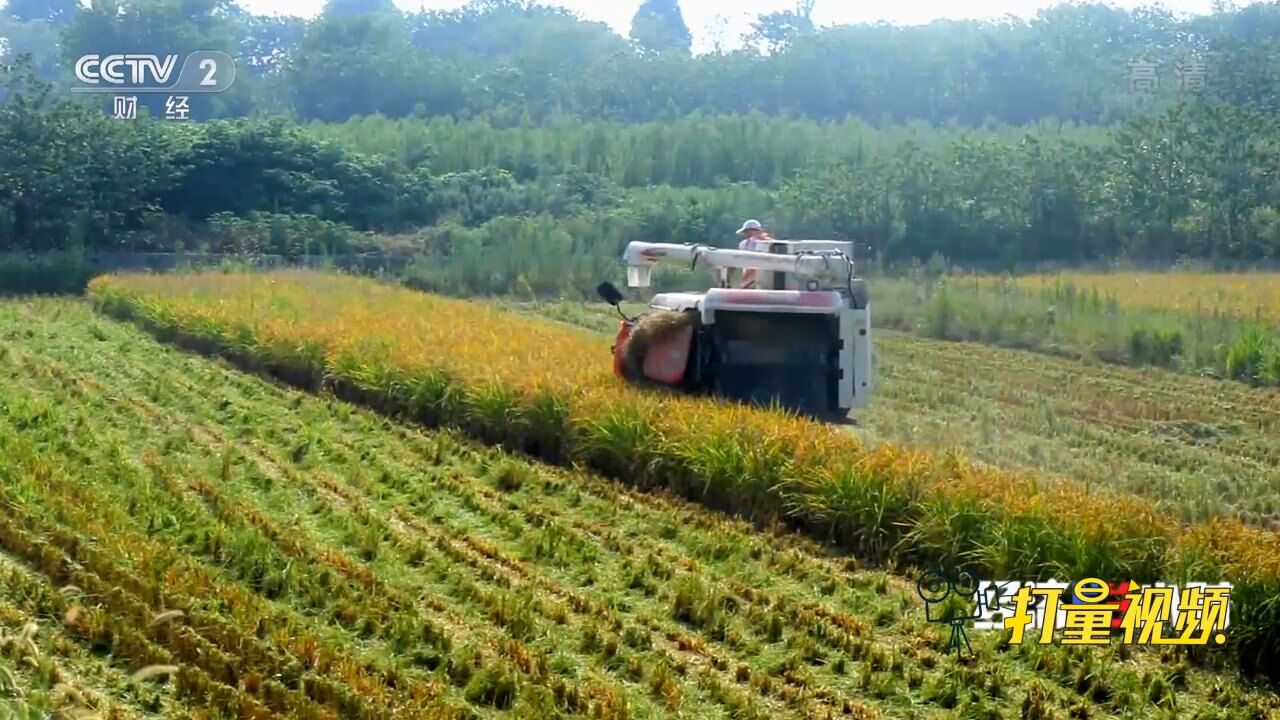 又是一个丰收年!句容白兔镇有机水稻收割:价格比普通水稻高20%