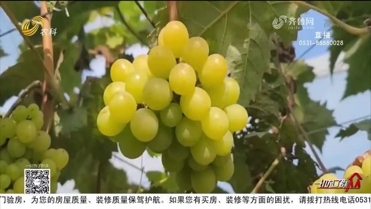 兖州这里的葡萄独一份!栽培高品质葡萄科学管理,村民腰包鼓起来