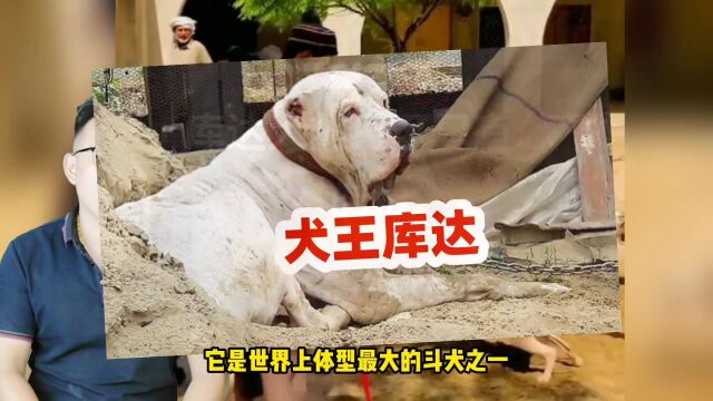 斗犬克星巴基斯坦库达犬,体重180斤比特犬惧它三分