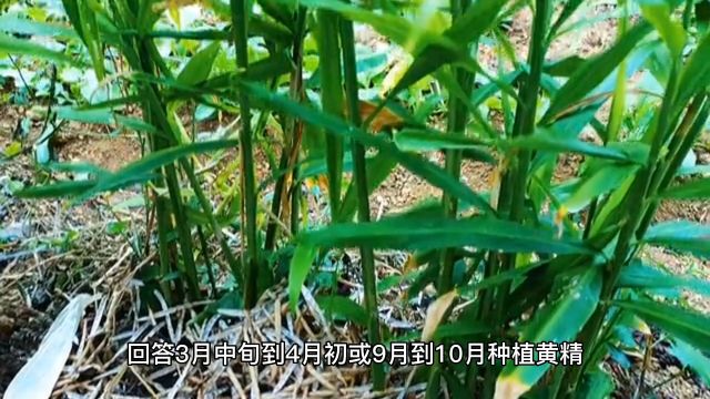 种植黄精技术