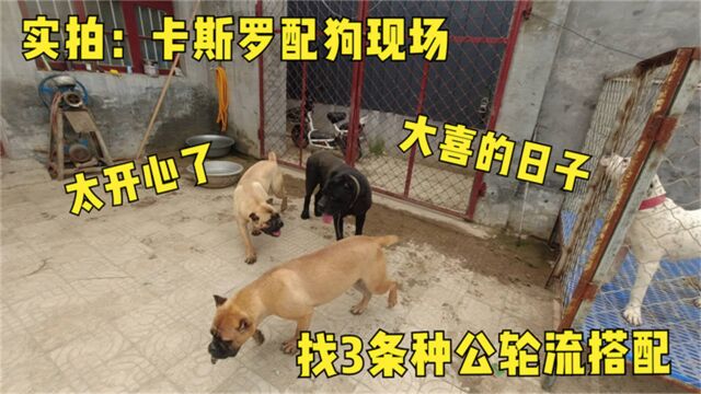 实拍:卡斯罗相亲现场,过程意外不断,猛犬完婚真精彩!