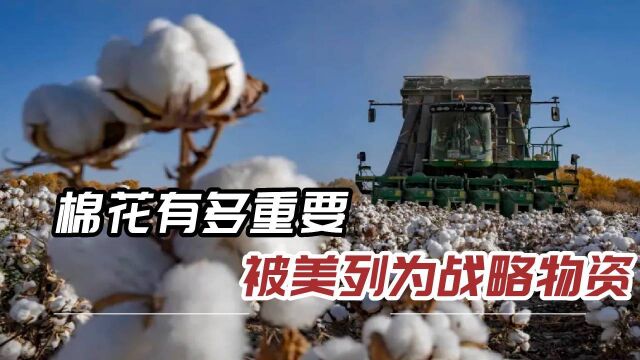 人类瑰宝“棉花”:帮助美国起家,还可炼油食用,有延年益寿之效