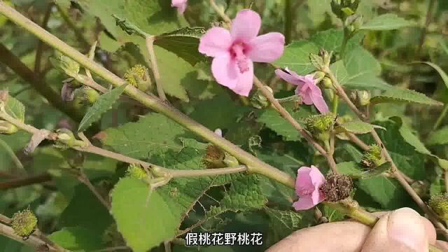 这种植物叫地桃花,用于感冒、袪风除湿、毒蛇咬伤一味草药,了解下