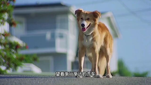 感动人心的忠犬故事1