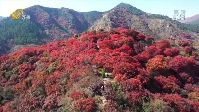 青州红叶谷迎最佳观赏期,满山红叶黄栌灿烂如霞,令人流连忘返