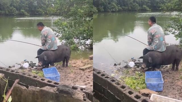 黑猪突然跑来围观男子钓鱼,赶不走淡定坐猪身上安抚:像失了魂