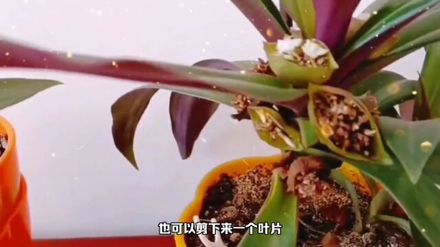 紫背万年青怎样培育和养护,才能开出神奇的河蚌花