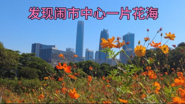 广东南城区隐藏着一片橙色的小花海,就在东莞闹市中心元美公园