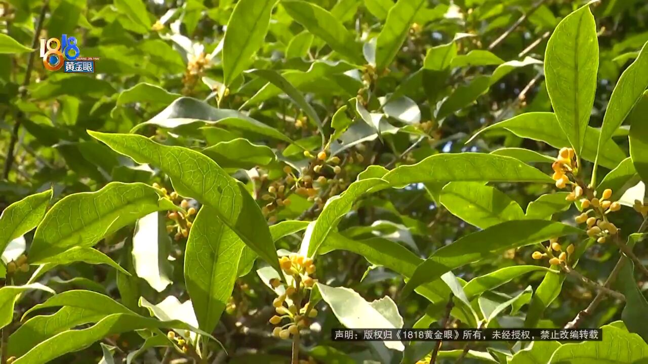 这几天杭州太香香香香香香啦