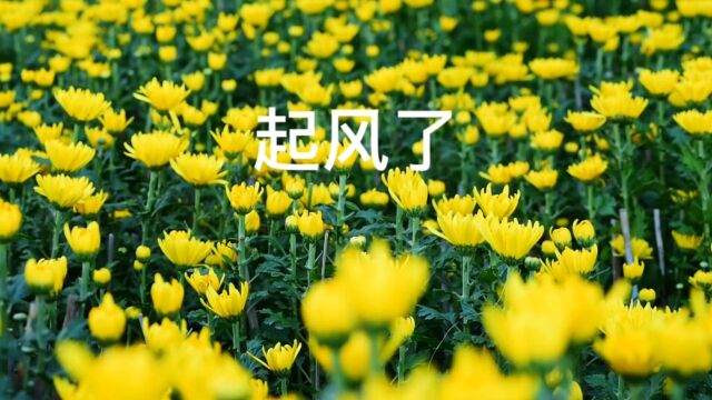 每日一首好听的歌曲