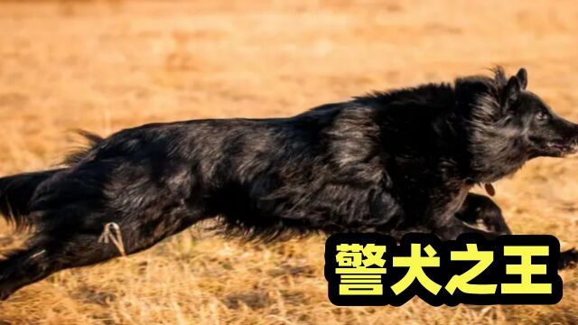 警犬之王,马犬要给它三分薄面,格罗安达犬有啥过人之处