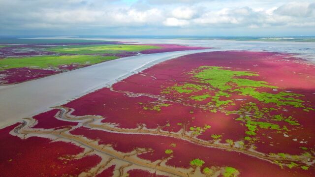 《中国黄渤海候鸟栖息地》:辽宁盘锦篇—生命的旅程