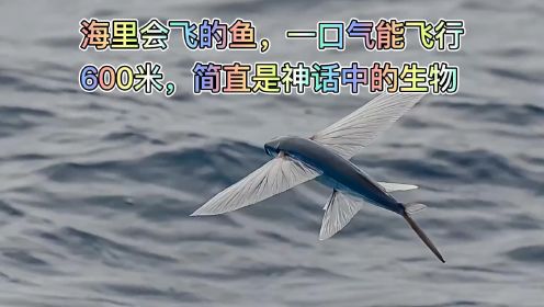 海里会飞的鱼，一口气能飞行600米，简直是神话中的生物