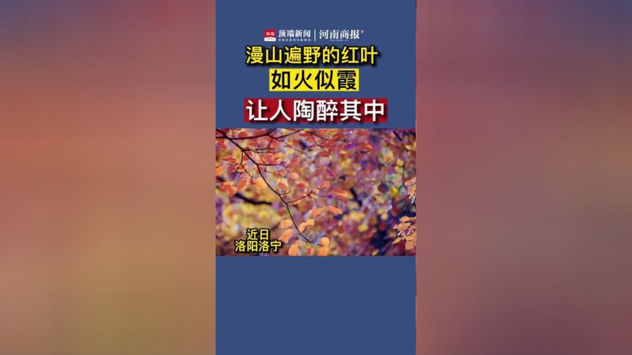 线上打卡深秋洛阳漫山遍野的红叶如火似霞!让人陶醉其中