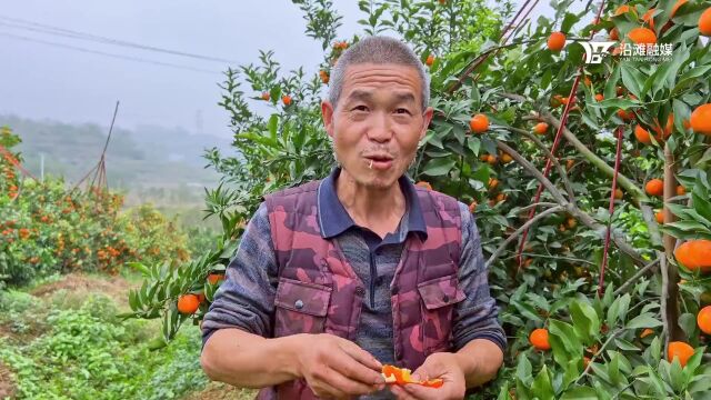 【乡村振兴看沿滩】柑橘飘香满山野 人民增收乐悠悠