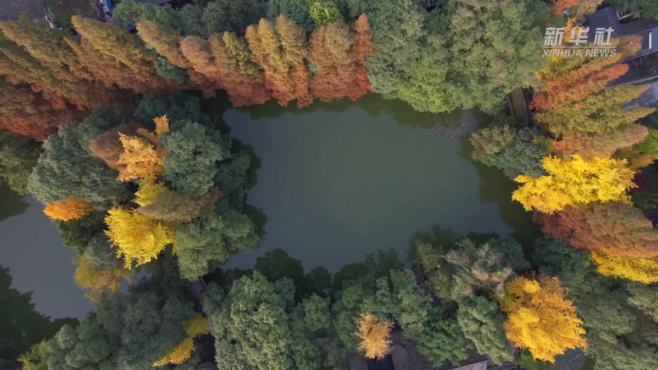 千城胜景|惊鸿——“罨”画银杏