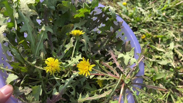 秋季火爆野菜野生蒲公英,营养丰富好处多多,家家必不可少很实用