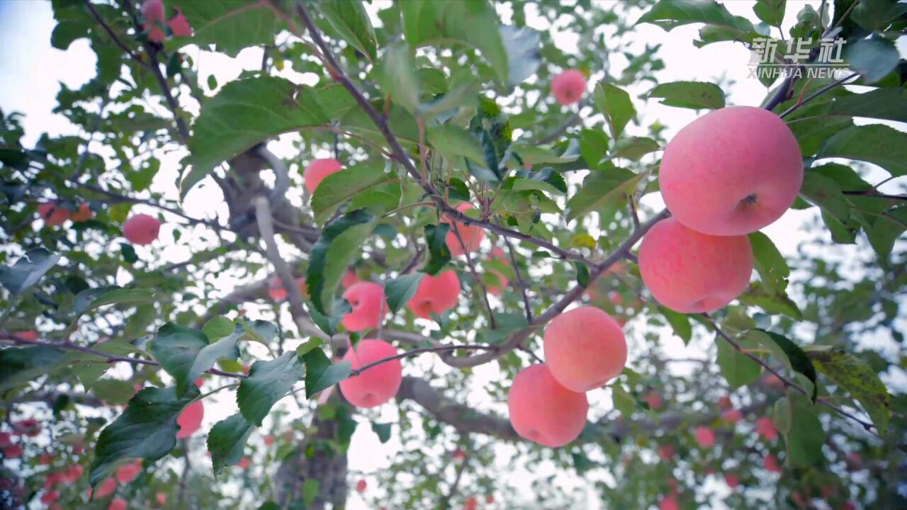 陕西延安:小苹果 让老乡们生活越来越红火