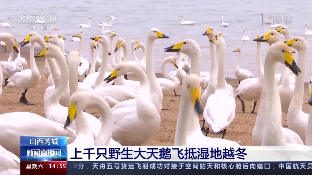 山西芮城 上千只野生大天鹅飞抵湿地越冬