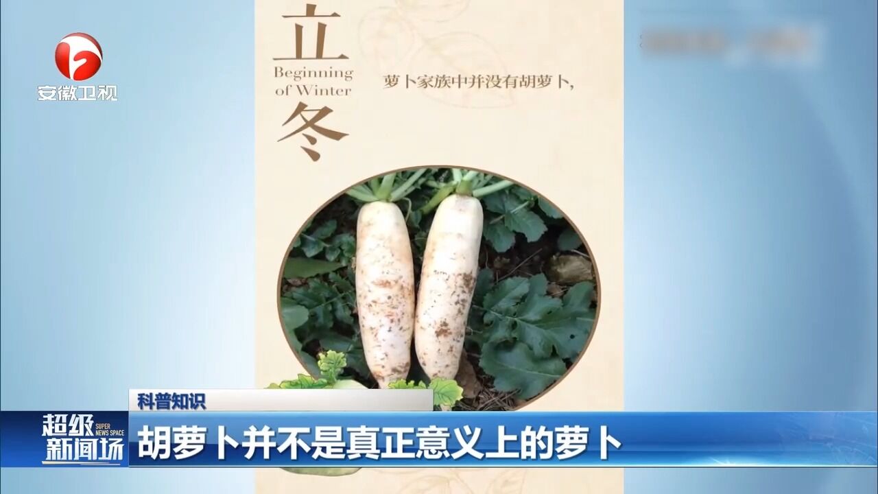 胡萝卜为何不是“萝卜”?科普视频带你涨知识