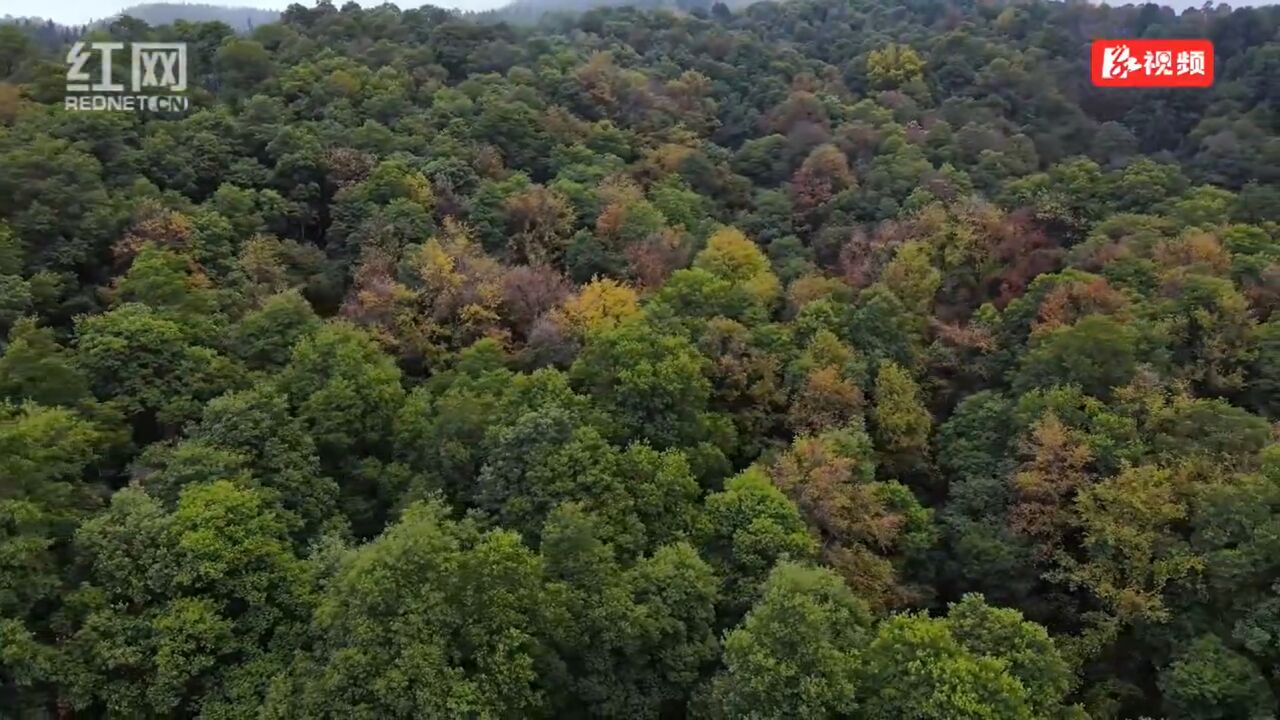 江永源口瑶族乡:冬雨如油层林润 缤纷五彩绿叶鲜