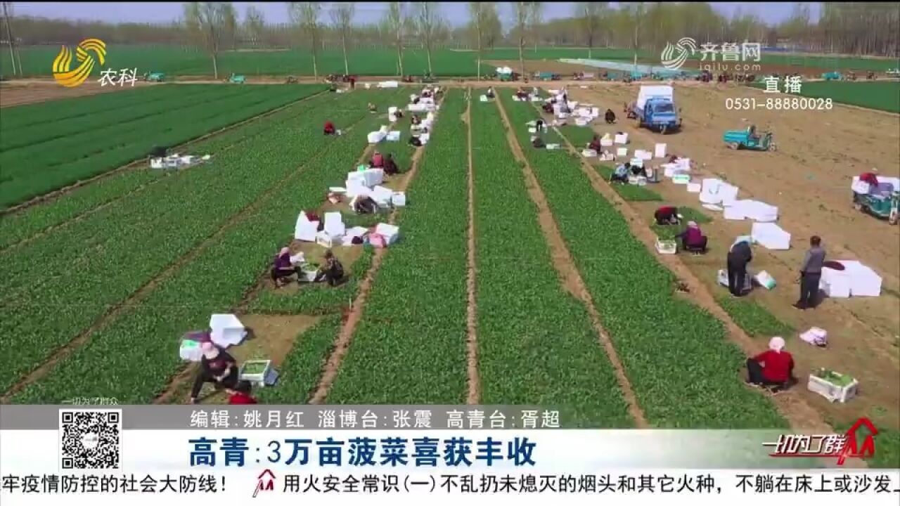 科技赋能,高青建立菠菜标准化种植基地,年产量超11万吨远销国外