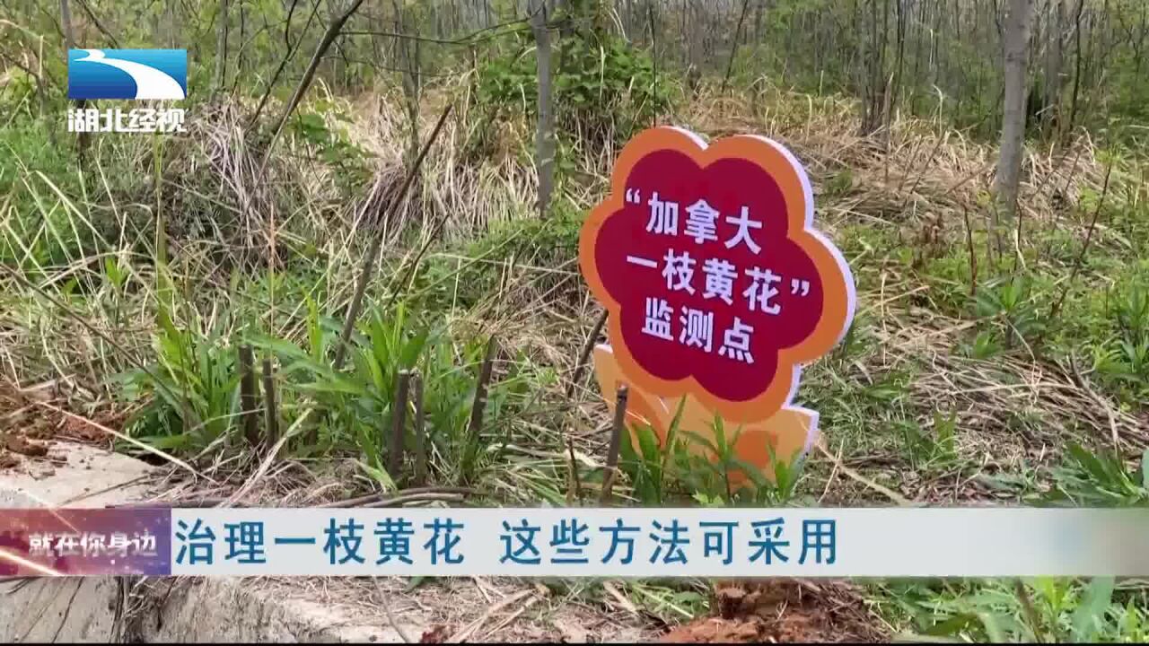 治理一枝黄花 这些方法可采用