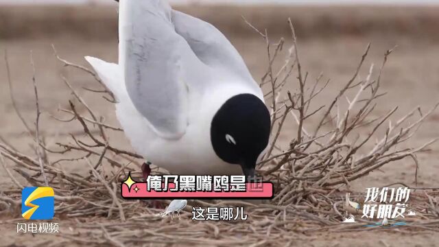 我们的好朋友②|黄河口铺上“红地毯” 这种植物为啥被300多种鸟儿齐夸赞