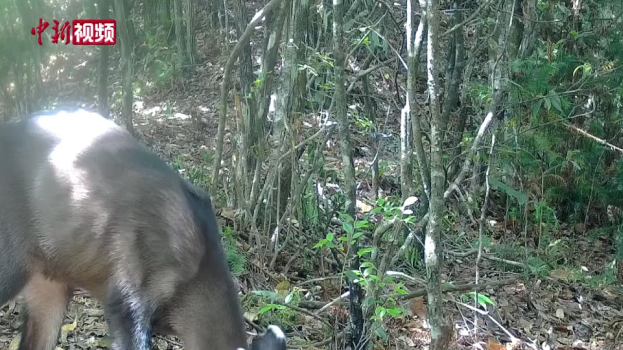 国家一级保护动物林麝现身湖南南山国家公园